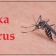 Zika Vírus