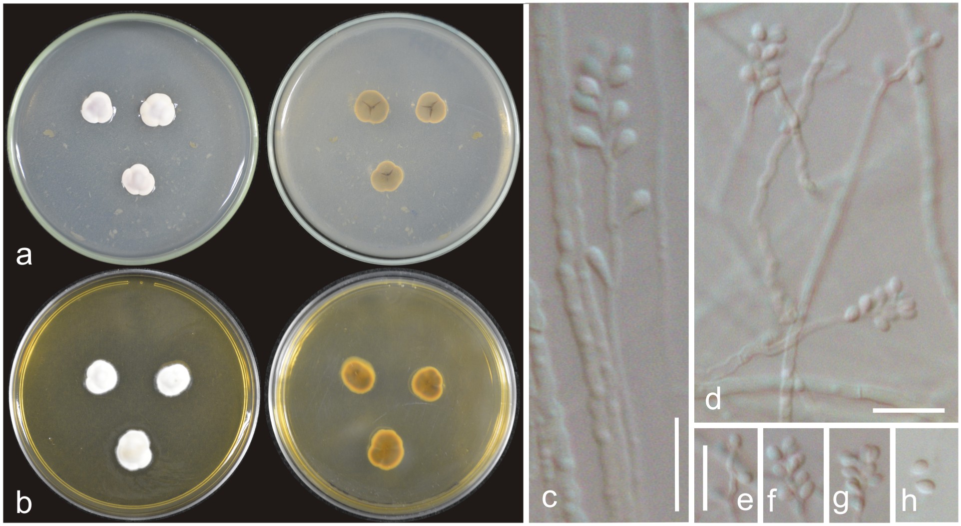 Tritirachium