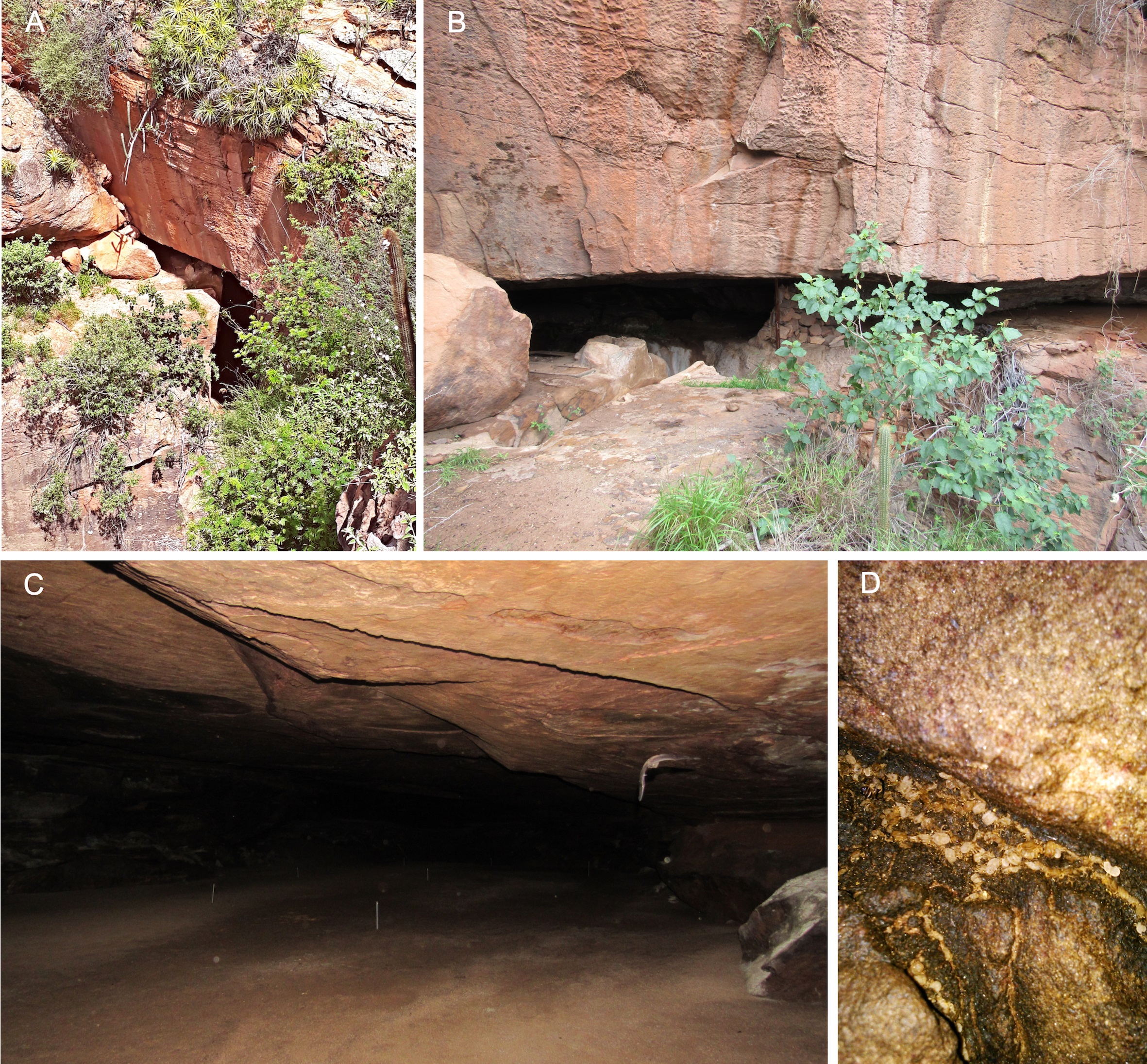 Caverna localizada no Parque Nacional do Catimbau, PE, onde as atividades de campo da pesquisa foram realizadas. A: Entorno da caverna; B: Entrada da caverna; C: Câmara da caverna onde os carrapatos foram encontrados; D: Vários carrapatos agregados na parede da caverna. Créditos das fotos: Eder Barbier (A e D) e Narjara Tércia Pimentel (B e C). Fonte: Barbier, E., Bernard, E. & Dantas-Torres, F. 2020. Ecology of Antricola ticks in a bat cave in north-eastern Brazil. Experimental and Applied Acarology (https://doi.org/10.1007/s10493-020-00544-9).