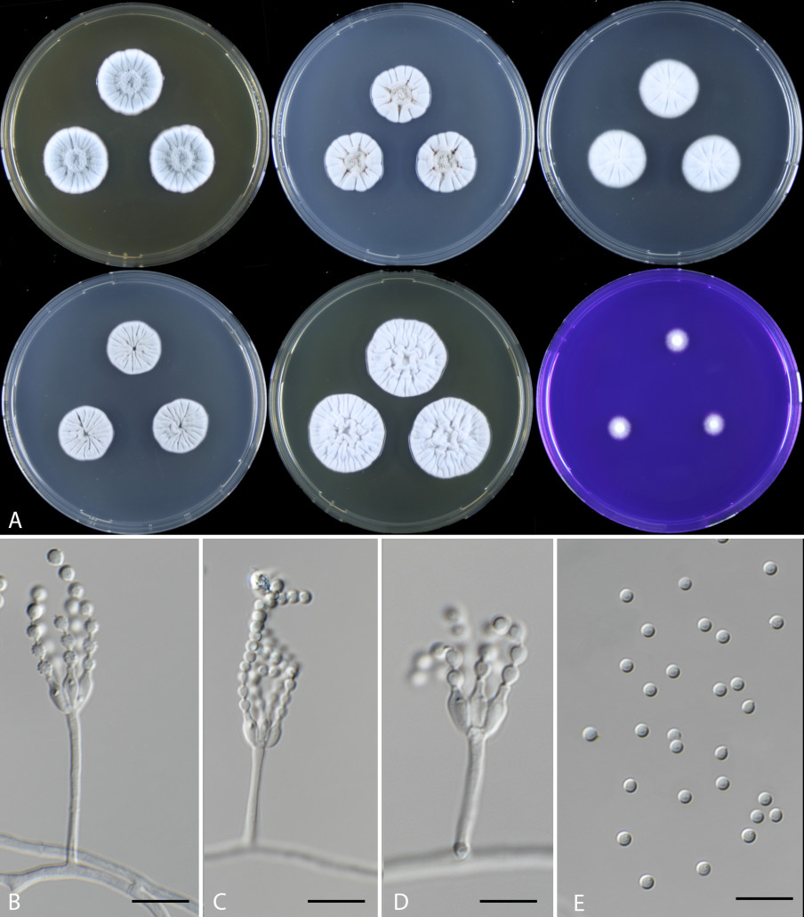 Penicillium vascosobrinhous sp