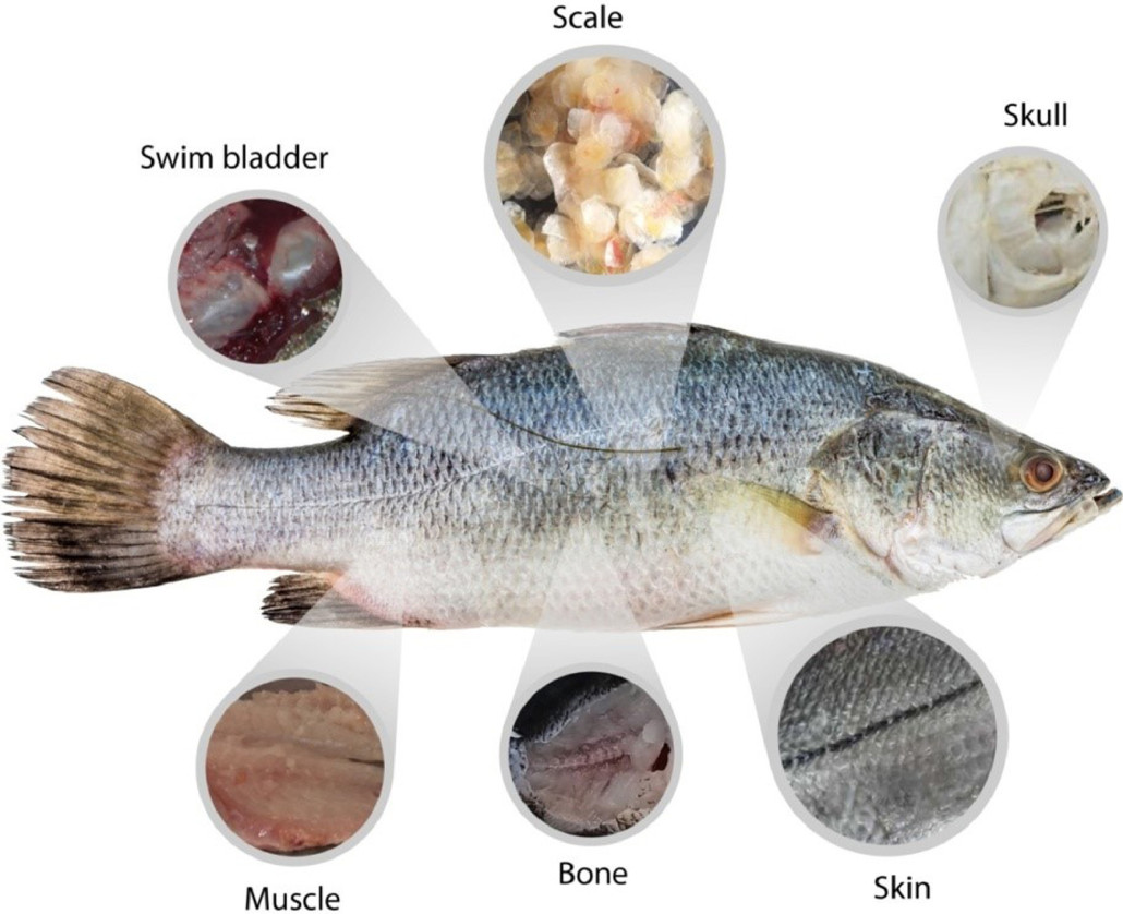 Physical, biochemical, densitometric and spectroscopic techniques for characterization collagen from alternative sources: A review based on the sustainable valorization of aquatic by-products