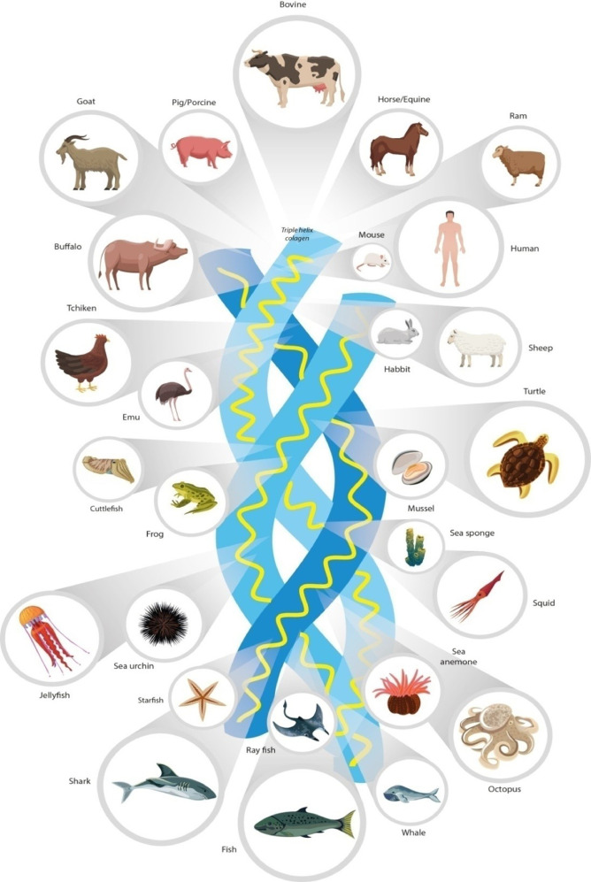 Physical, biochemical, densitometric and spectroscopic techniques for characterization collagen from alternative sources: A review based on the sustainable valorization of aquatic by-products