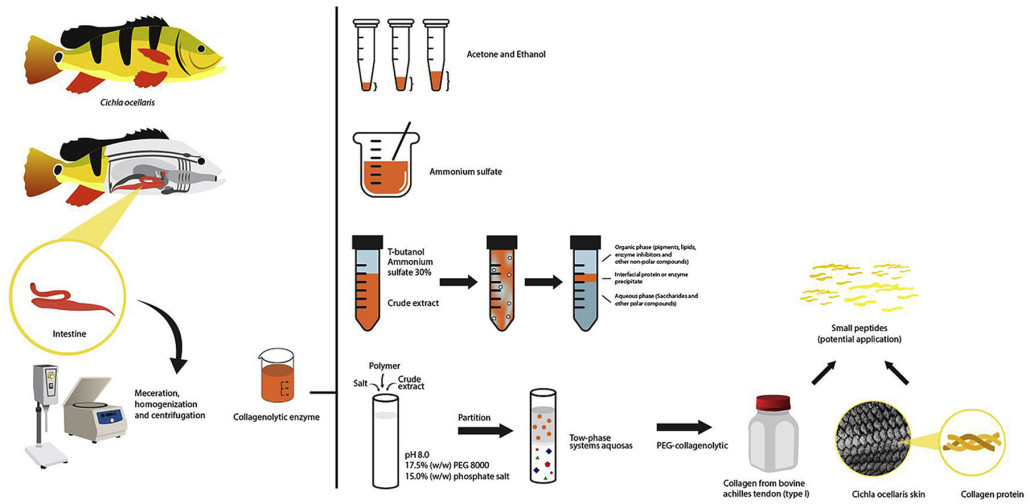 Separation and partial purification of collagenolytic protease from peacock bass (Cichla ocellaris) using different protocol: Precipitation and partitioning approaches