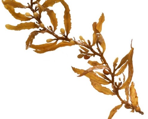 sargassum