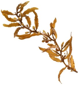 sargassum (1)