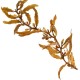 sargassum (1)